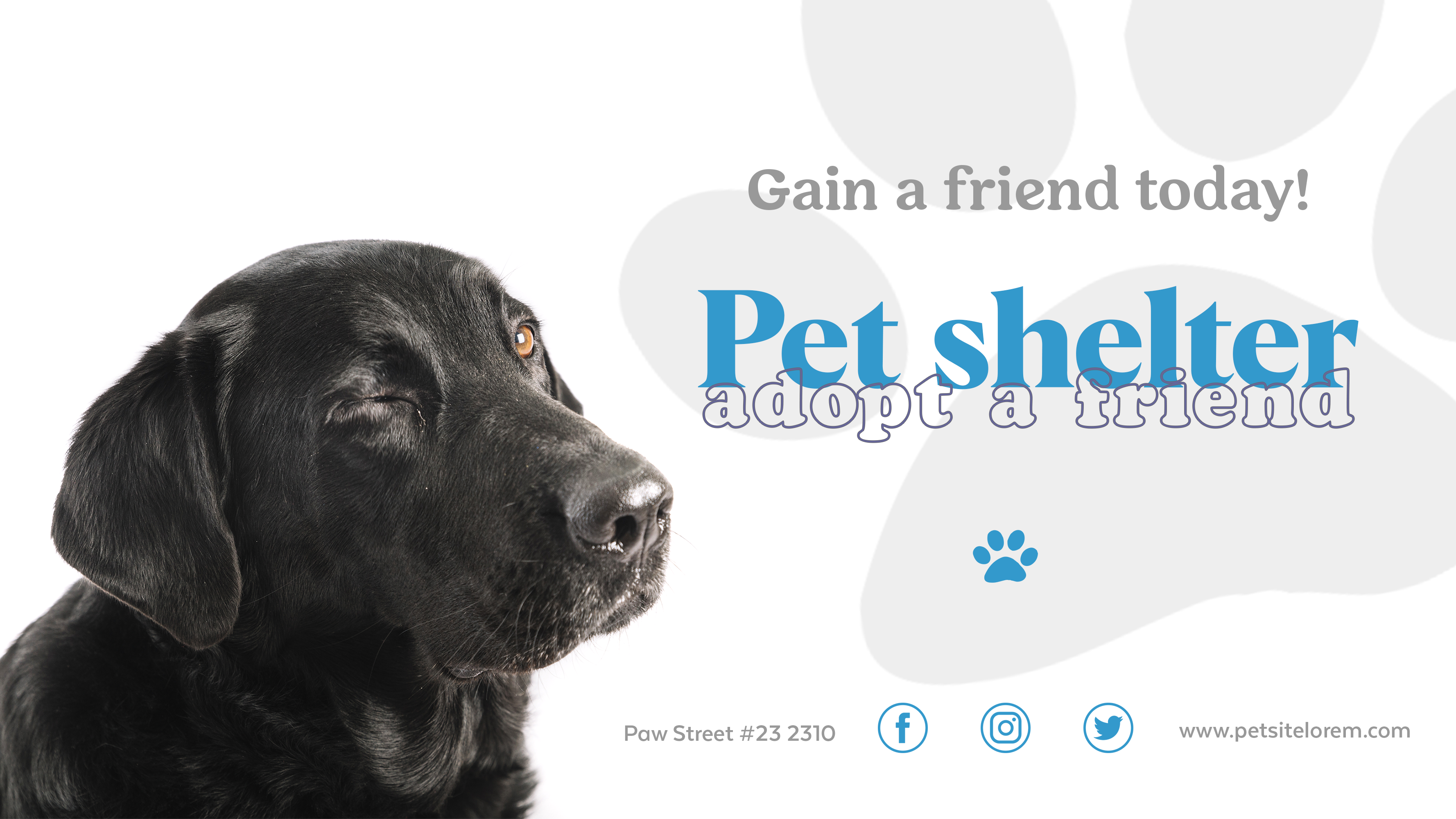  Adopt a Pet in York, NE: Your New Best Friend Awaits!