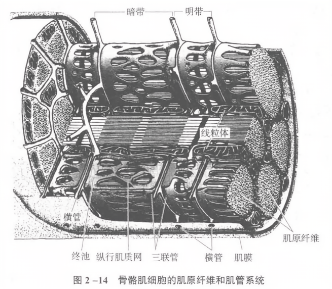 骨骼肌细胞的肌原纤维和肌管系统
