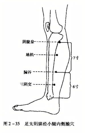 足太阴经小腿内侧腧穴