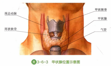 甲状腺位置示意图