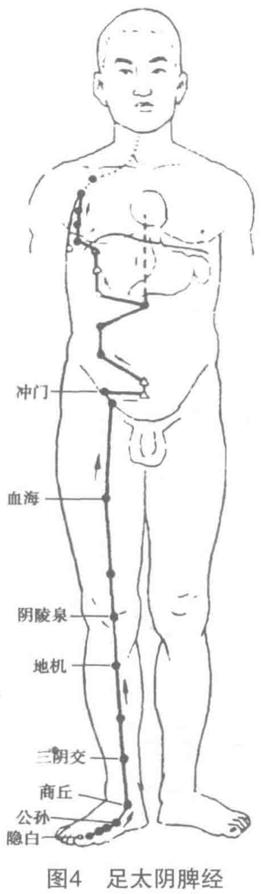 图4 足太阴脾经