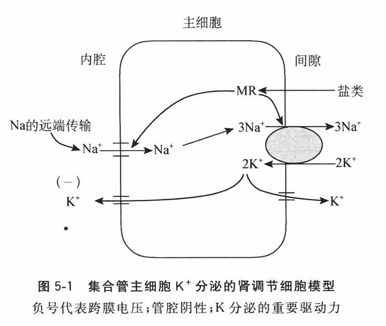 集合管主细胞k+分泌的肾调节细胞模型