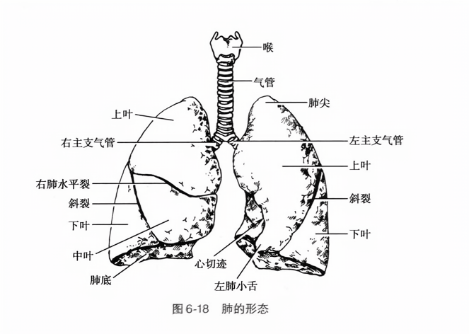 肺的形态