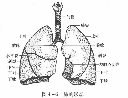 肺的形态