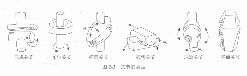 关节的类型