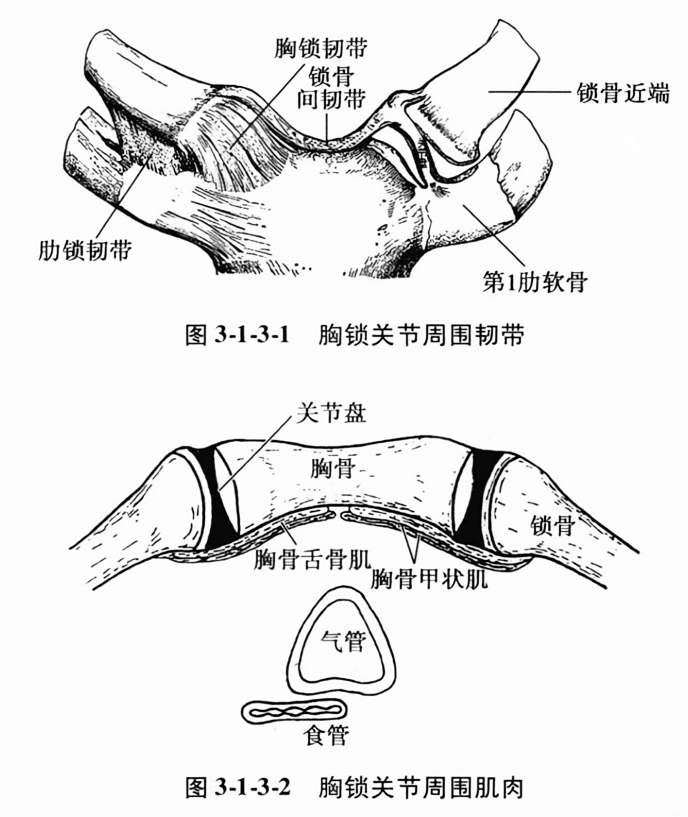 胸锁关节周围肌肉