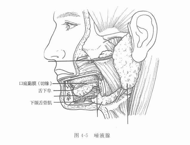 唾液腺