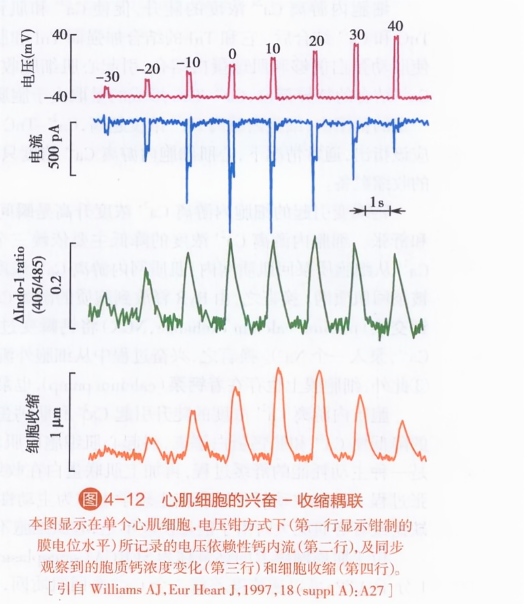 心肌细胞的兴奋-收缩耦联