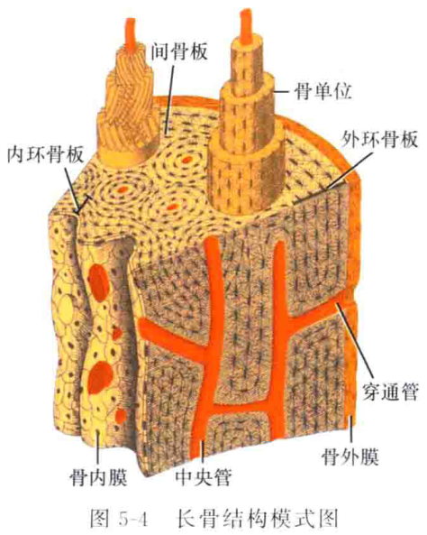 图5-4 长骨结构模式图