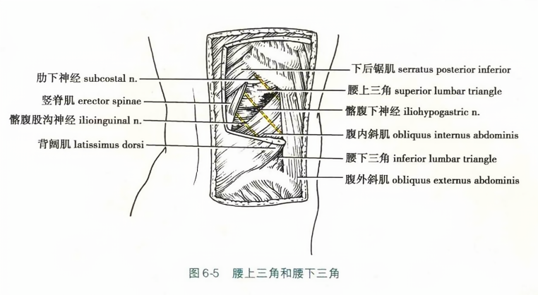 腰上三角和腰下三角