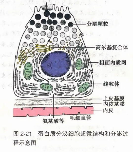 蛋白质分泌细胞超微结构和分泌过程示意图