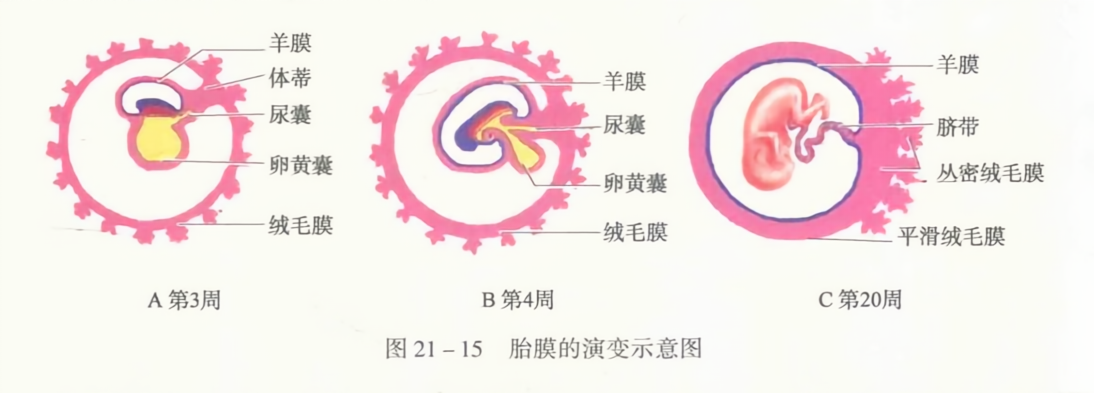 胎膜的演变示意图