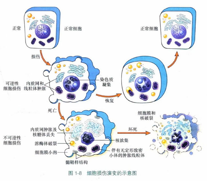 细胞损伤演变的示意图