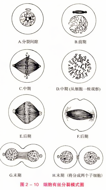 细胞有丝分裂模式图
