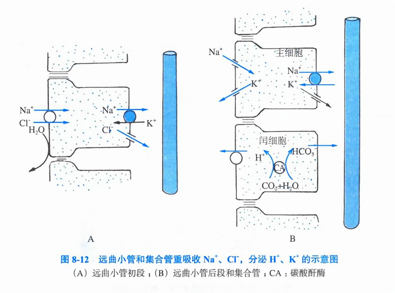 远曲小管和集合管重吸收 na+ 、ct，分泌 h+、k+的示意图