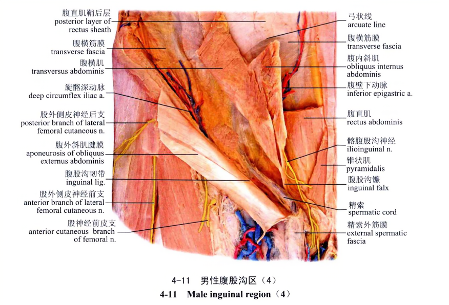 男性腹股沟区(4)