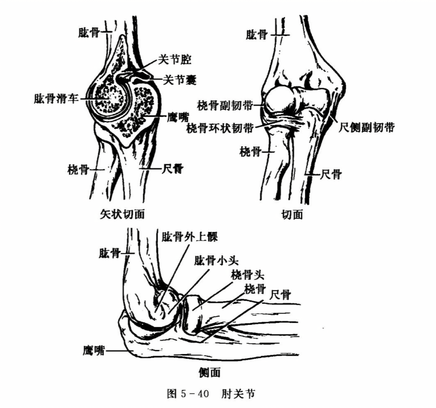 肘关节