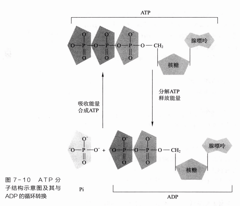 atp分子结构示意图及其与adp的循环转换