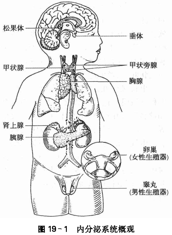 图19-1 内分泌系统概观
