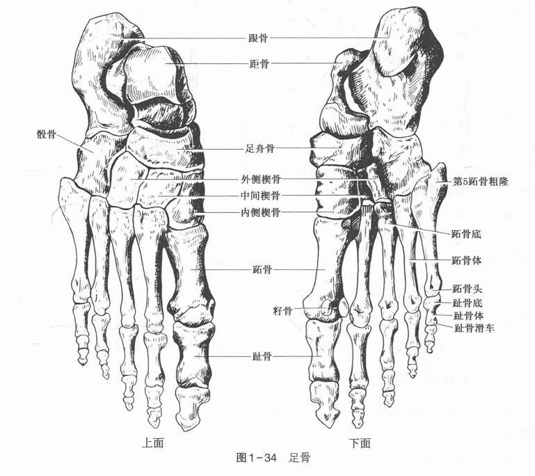 足骨