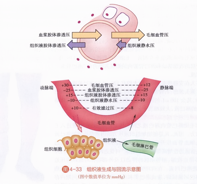 组织液生成与回流示意图