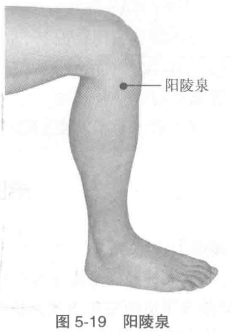 图5-19 阳陵泉