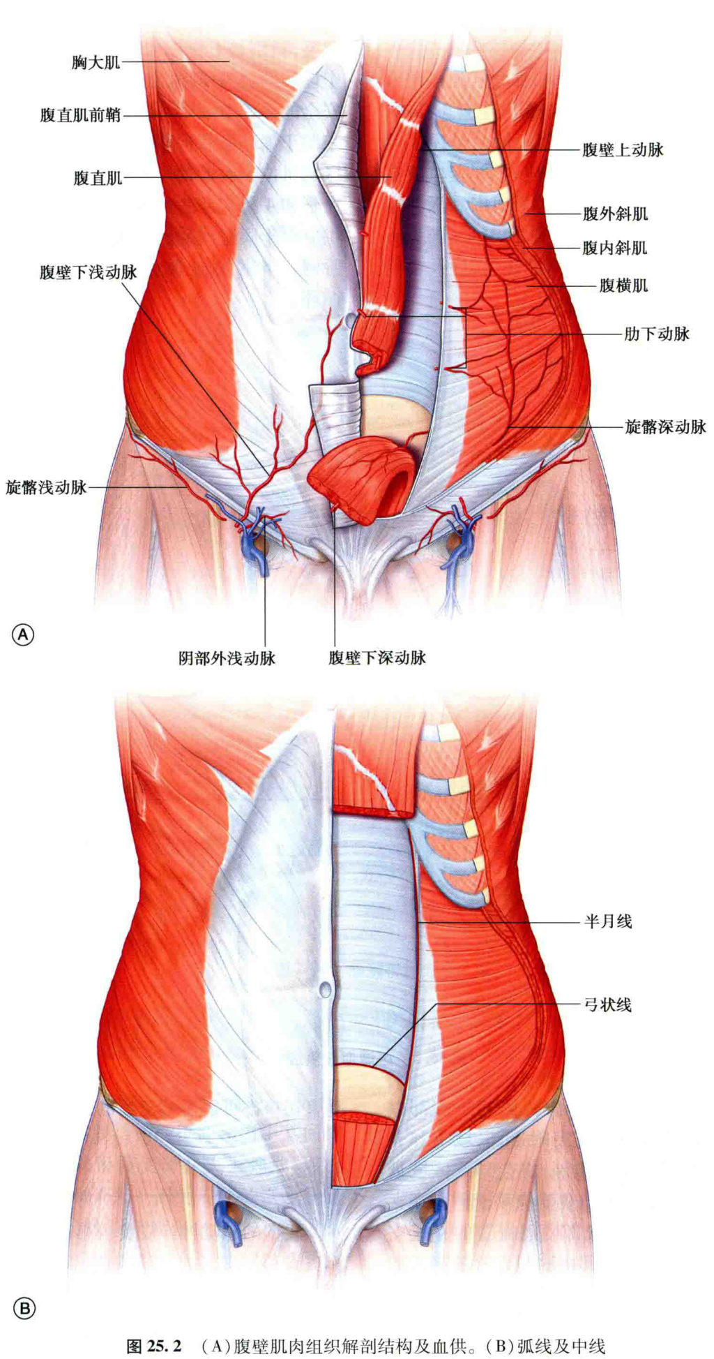 图25.2 (a)腹壁肌肉组织解剖结构及血供。(b)弧线及中线