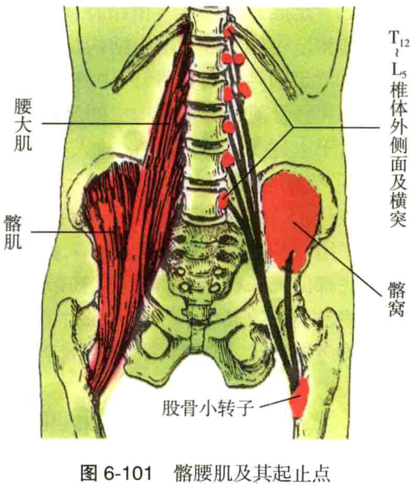 图6-101 髂腰肌及其起止点
