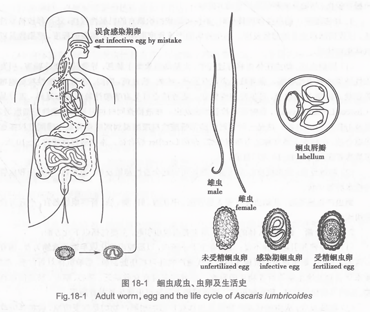 蛔虫成虫、虫卵及生活史