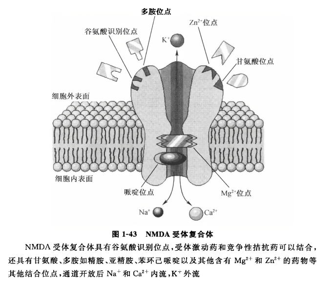 nmda受体复合体