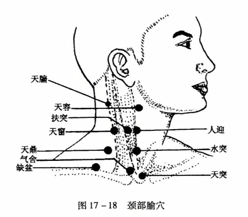 颈部腧穴