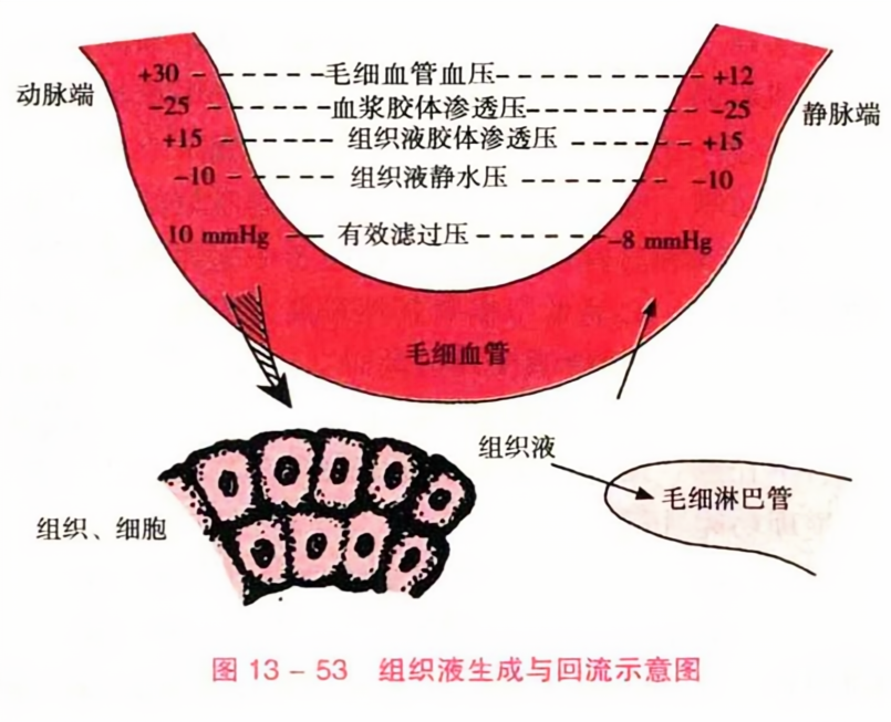 组织液生成与回流示意图