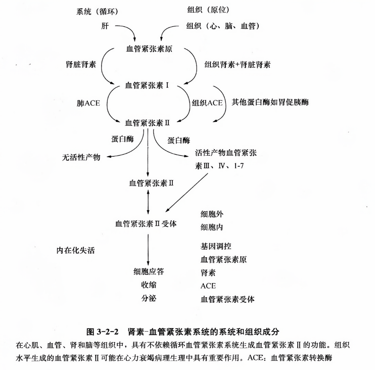 肾素-血管紧张素系统的系统和组织成分