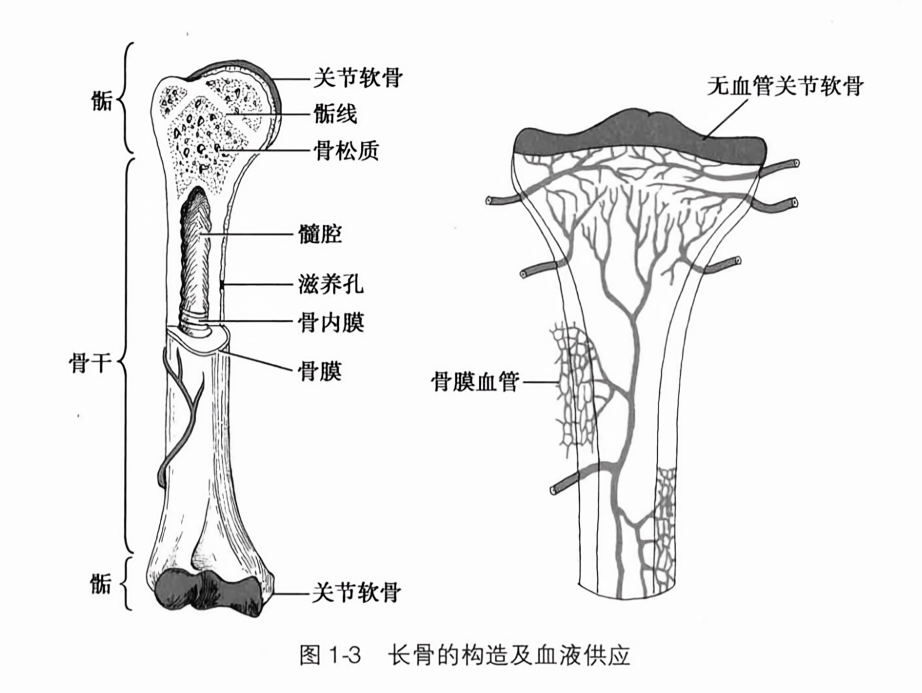 长骨的构造及血液供应
