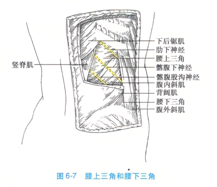 腰上三角和腰下三角