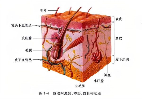 皮肤附属器、神经、血管模式图