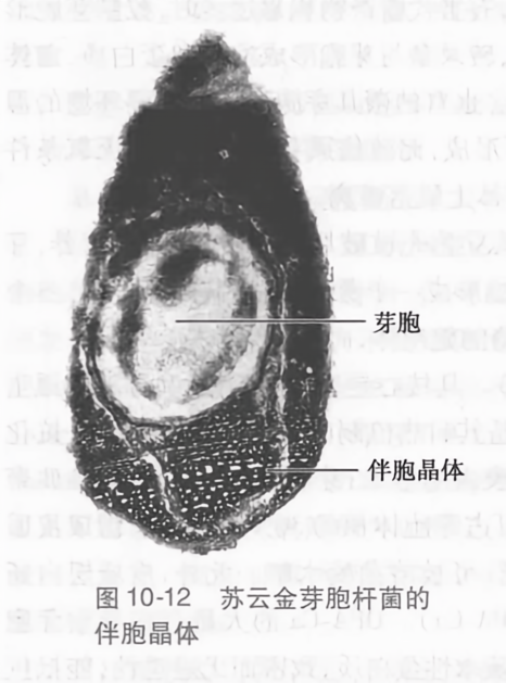 苏云金芽胞杆菌的伴胞晶体