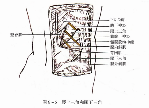 腰上三角和腰下三角