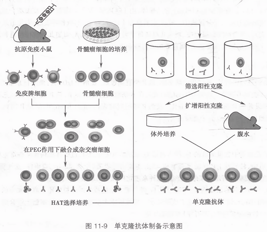 单克隆抗体制备示意图