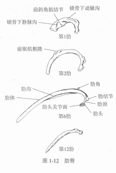 肋骨