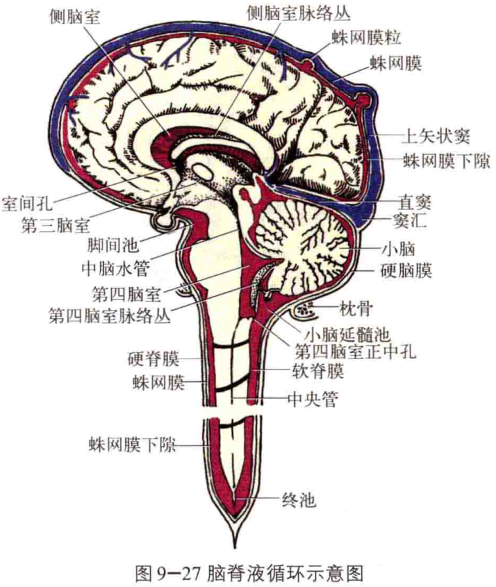 图9-27脑脊液循环示意图