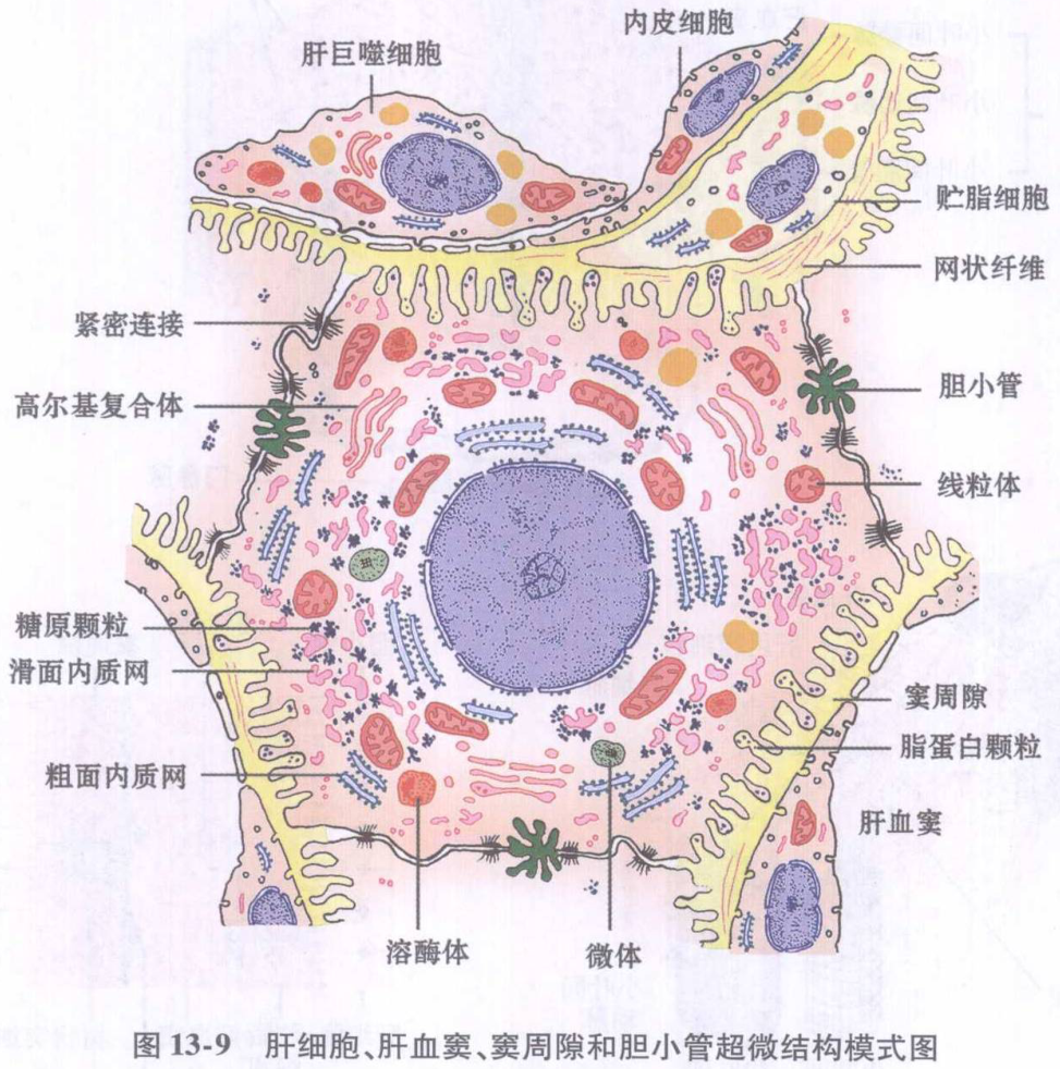图13-9 肝细胞、肝血窦、窦周隙和胆小管超微结构模式图
