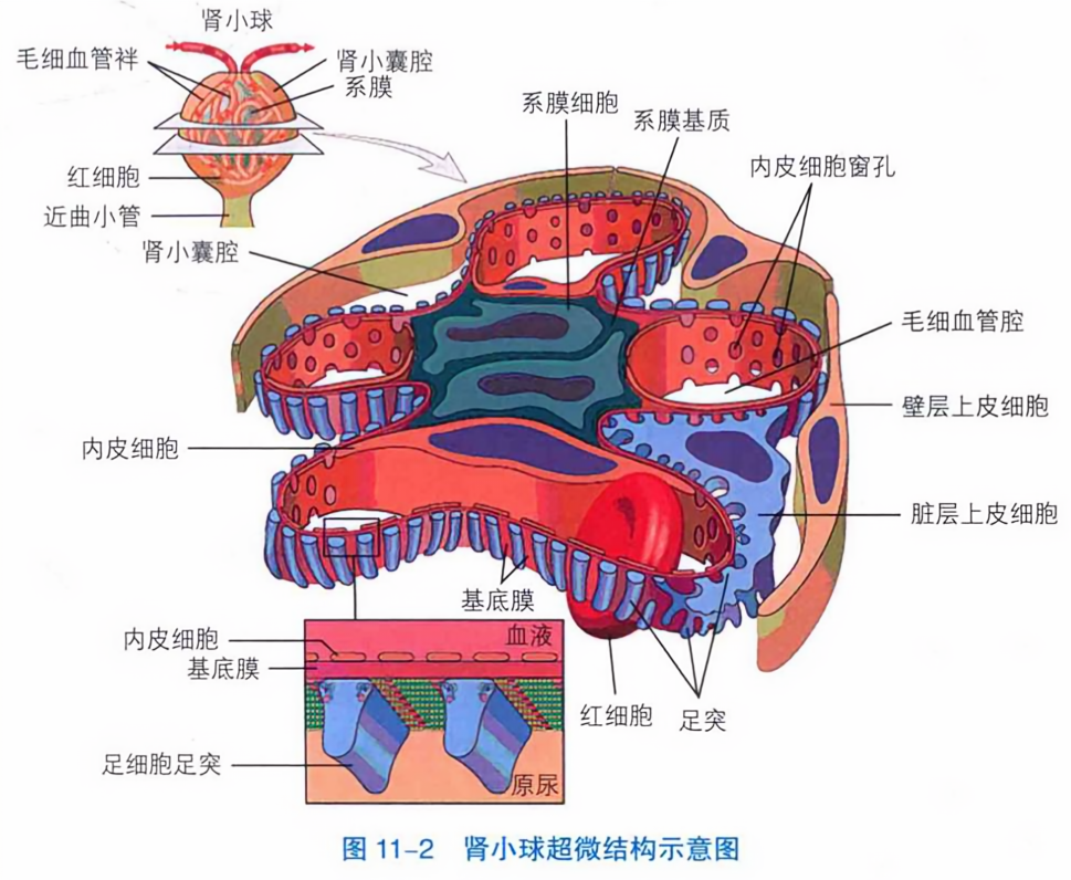 肾小球超微结构示意图