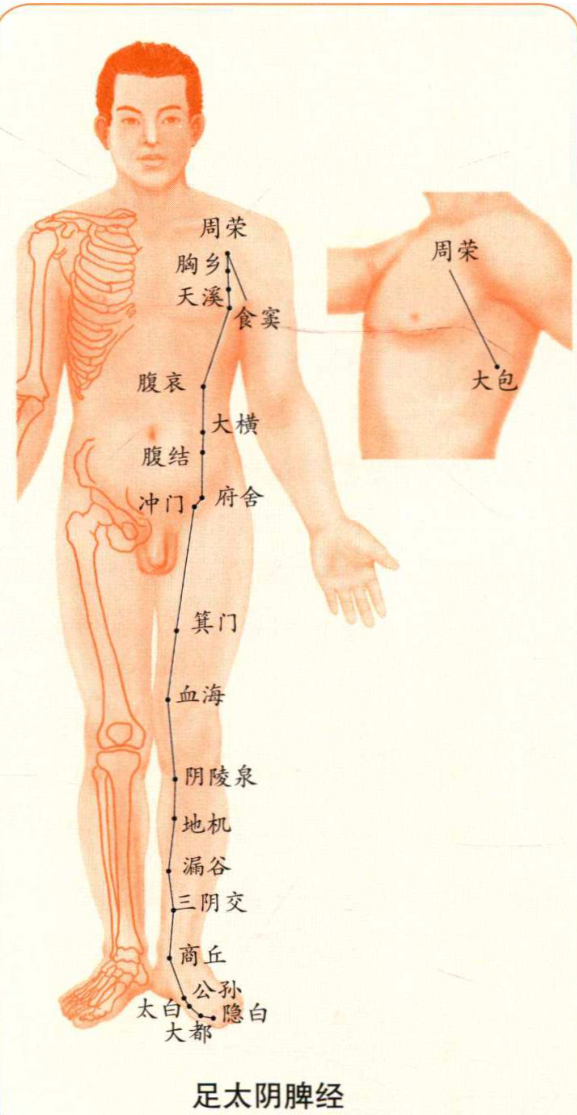 足太阴脾经