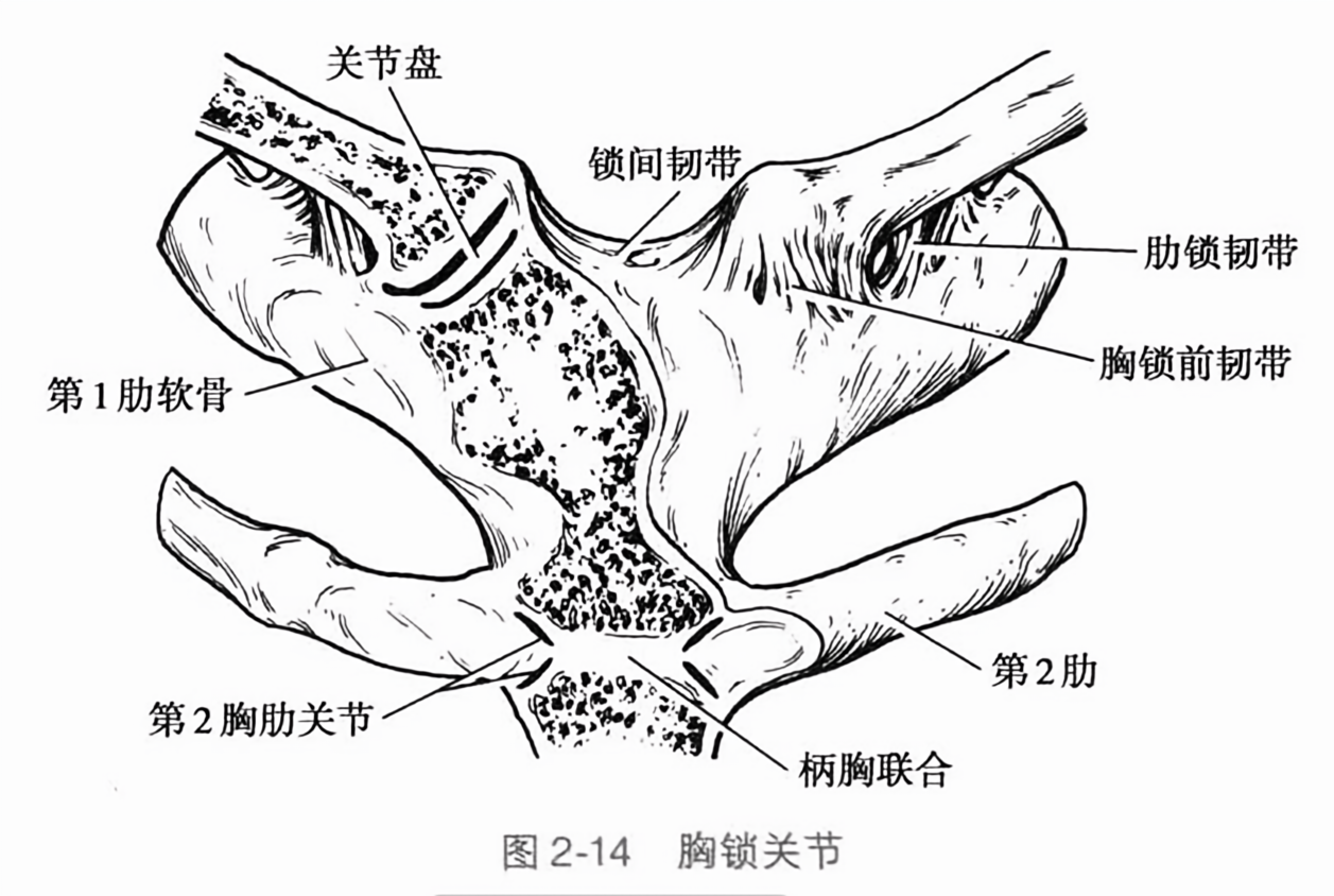 胸锁关节
