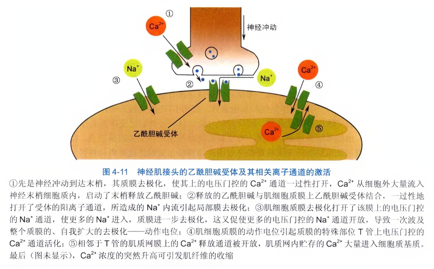神经肌接头的乙酰胆碱受体及其相关离子通道的激活