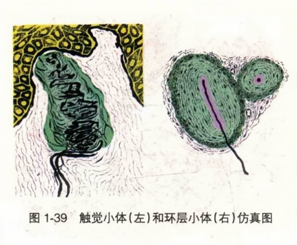 触觉小体(左)和环层小体(右)仿真图