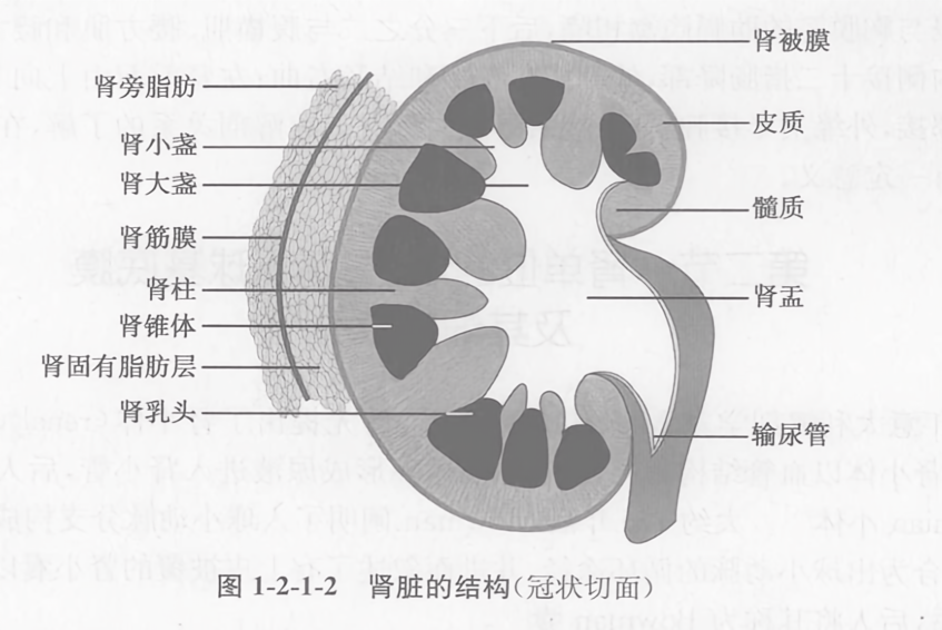 肾脏的结构(冠状切面)