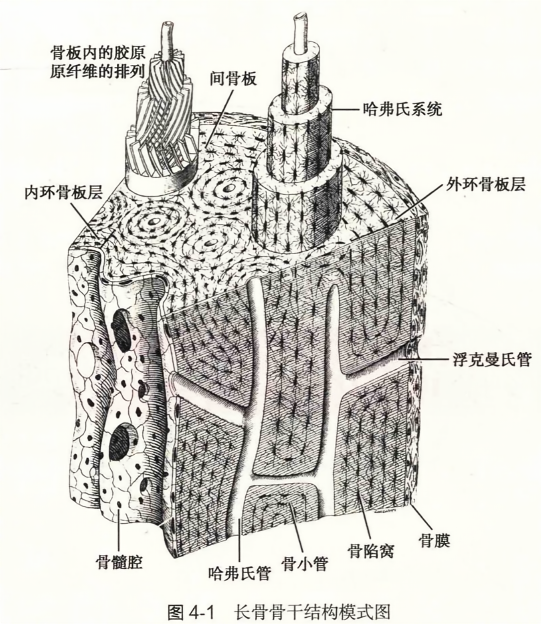 长骨骨干结构模式图