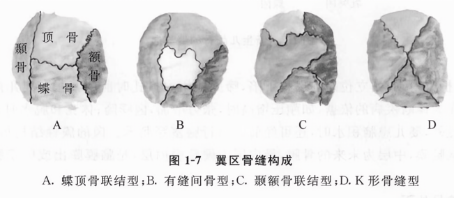 翼区骨缝构成